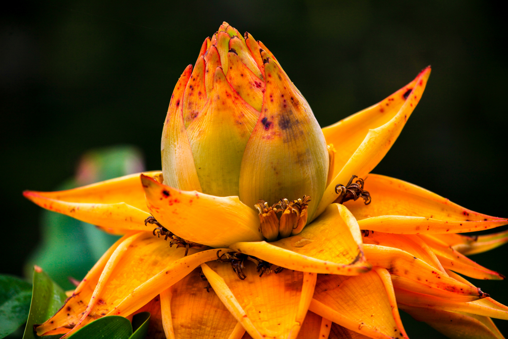 Blüte im Botanischen Garten