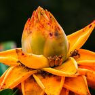 Blüte im Botanischen Garten