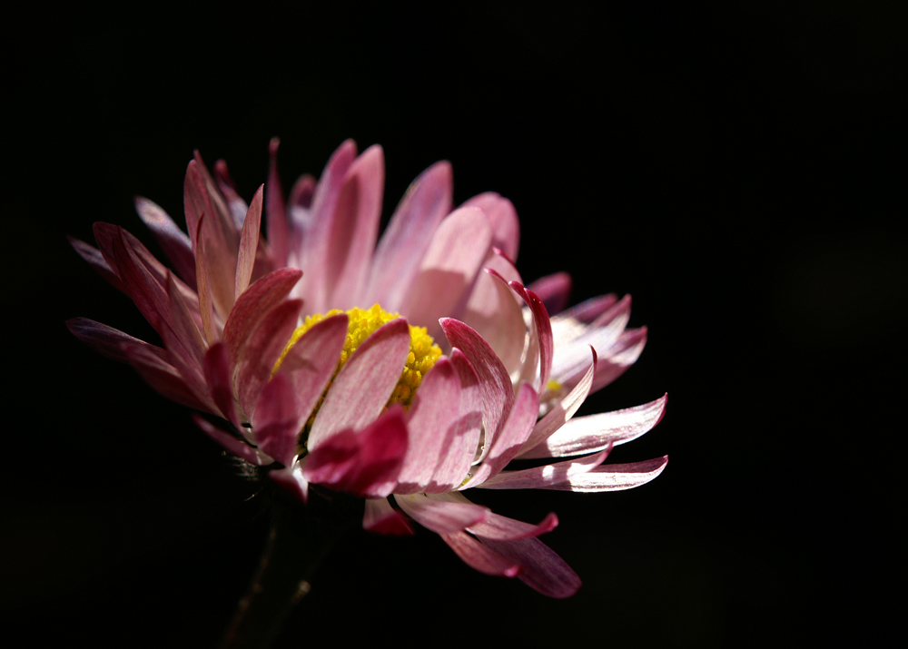 Blüte im botanischen Garten der Schatzalp