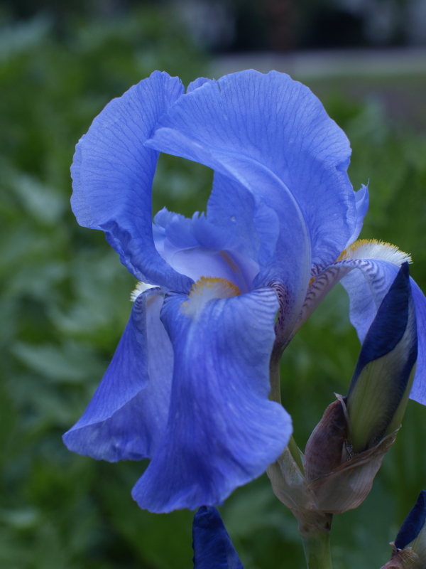 Blüte im Botansichen Garten 2