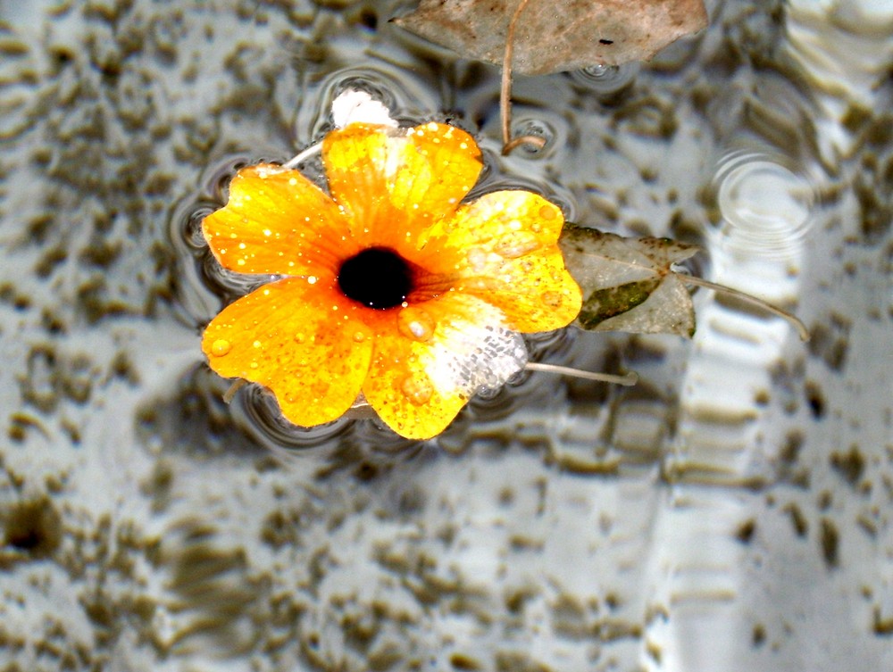 Blüte im Brunnen, Schweiz