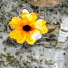 Blüte im Brunnen, Schweiz