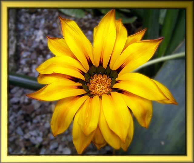 Blüte im Dämmerlicht