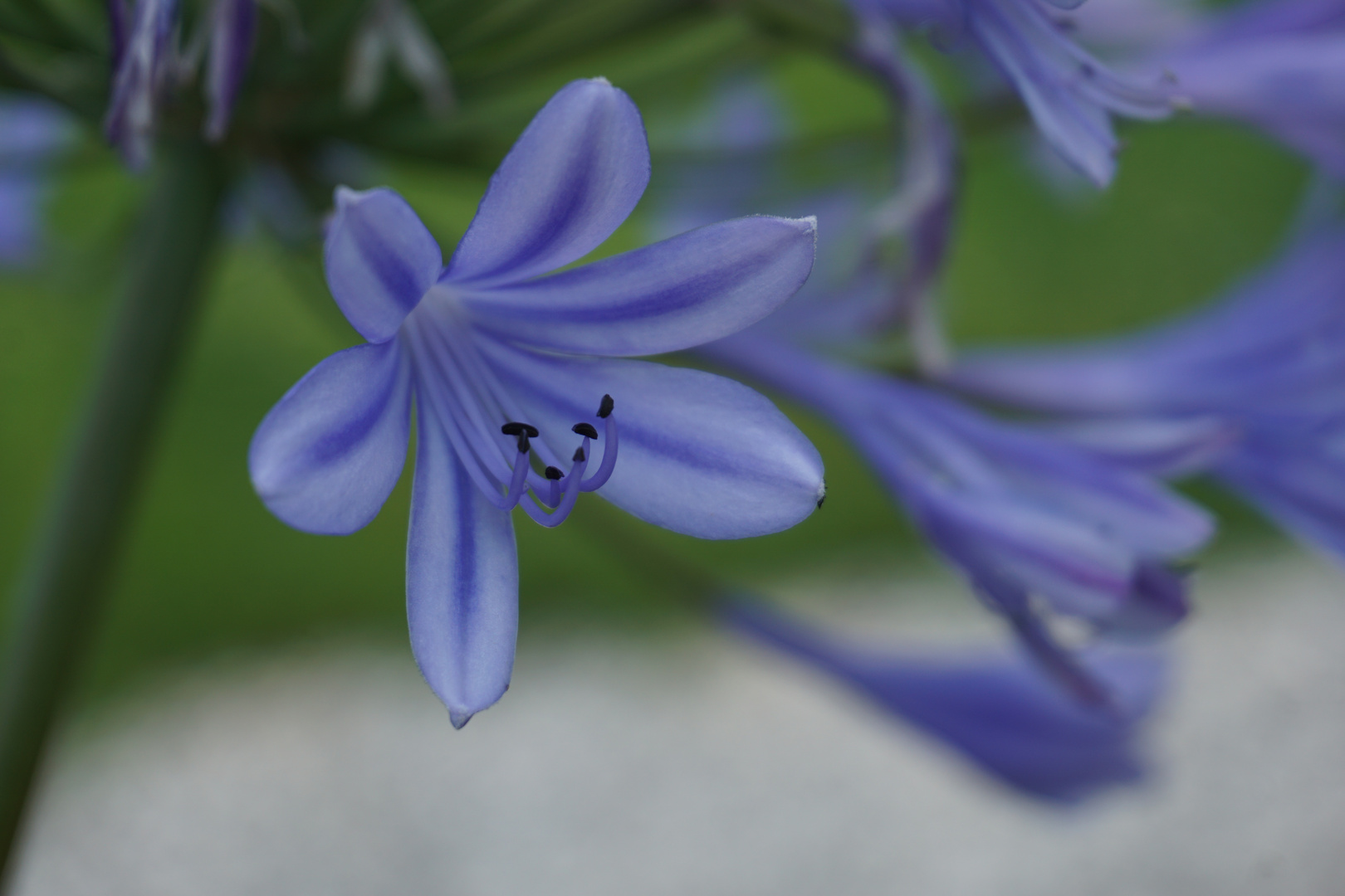 Blüte im Detail