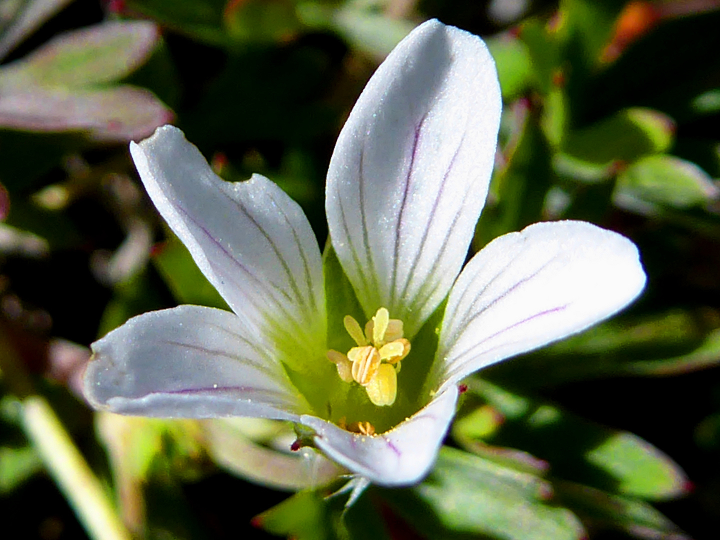 Blüte im Detail am Quilotoa-Vulkan