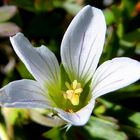 Blüte im Detail am Quilotoa-Vulkan