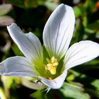 Blüte im Detail am Quilotoa-Vulkan