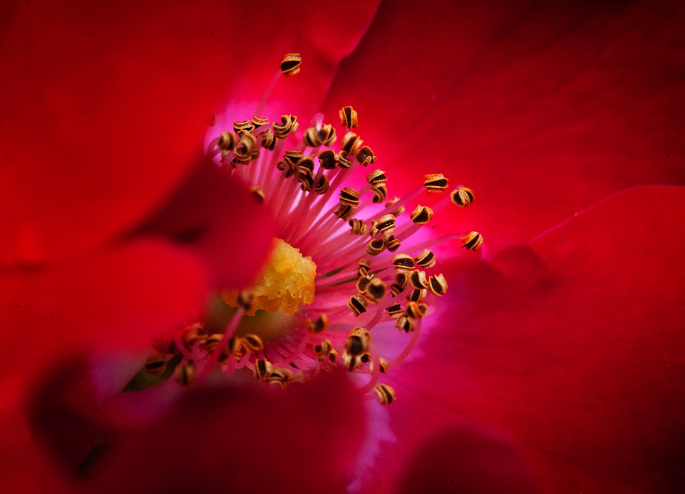 Blüte im Detail