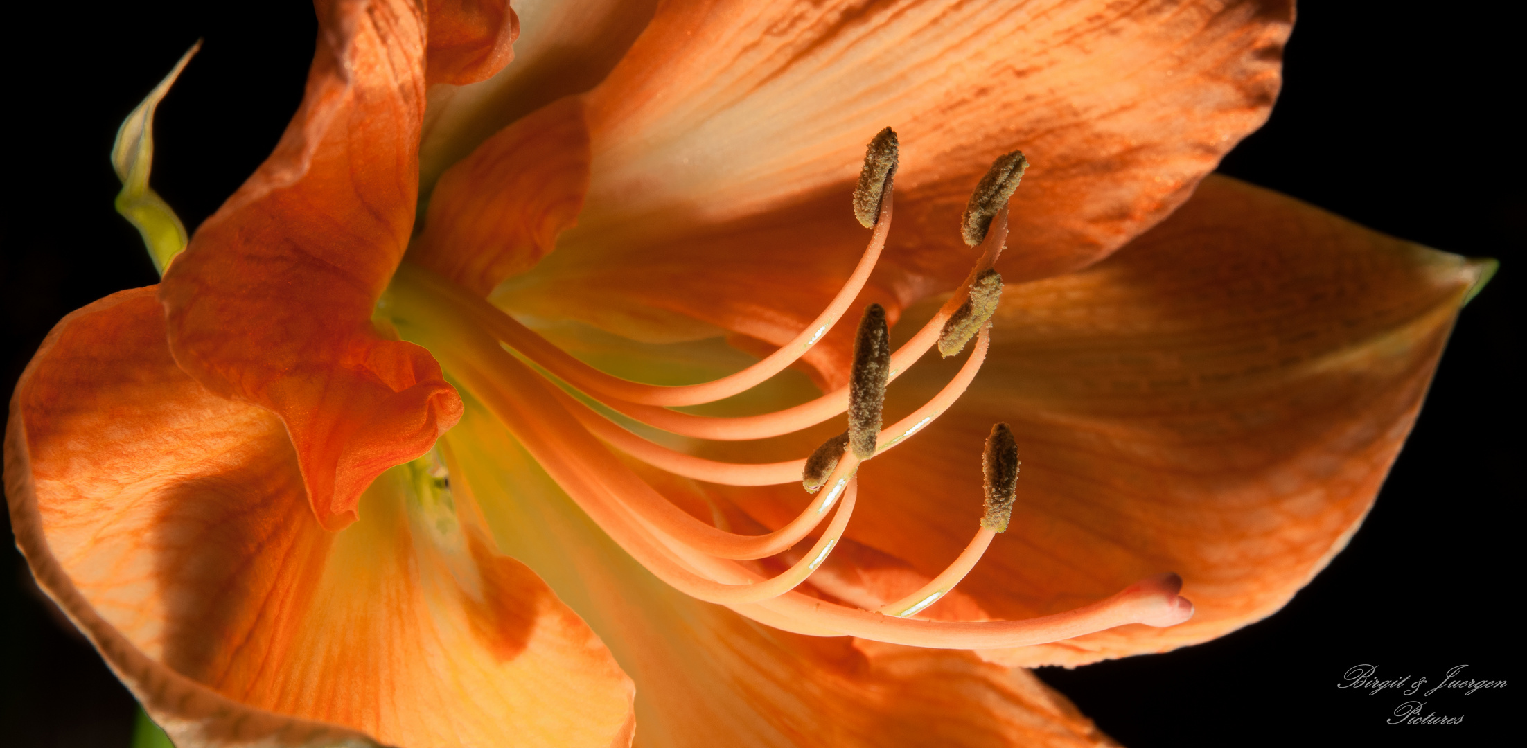 Blüte im Detail