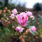 Blüte im Dezember