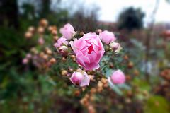 Blüte im Dezember