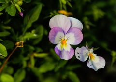 Blüte im Dickicht