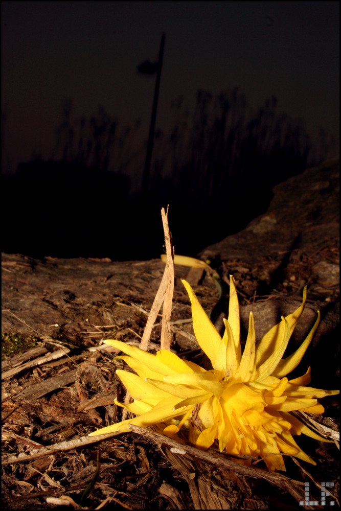 Blüte im Dreck