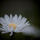 Blüte im Dunkeln