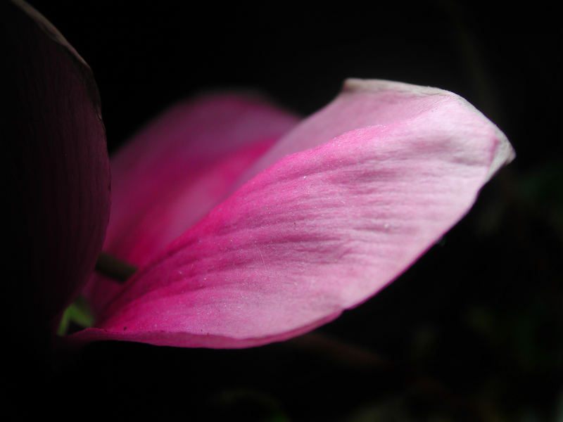 Blüte im Dunkeln