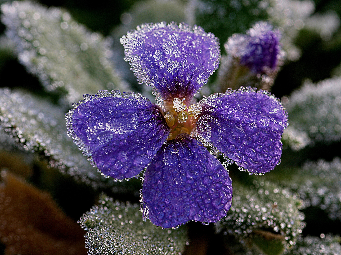 blüte im "eis"