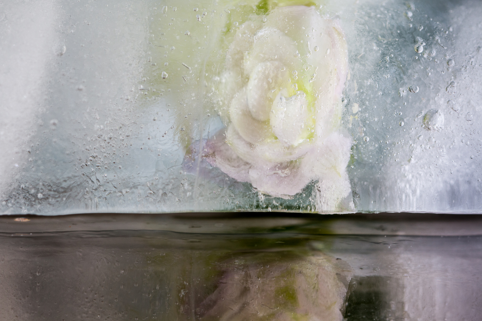 Blüte im Eis - Spiegelung