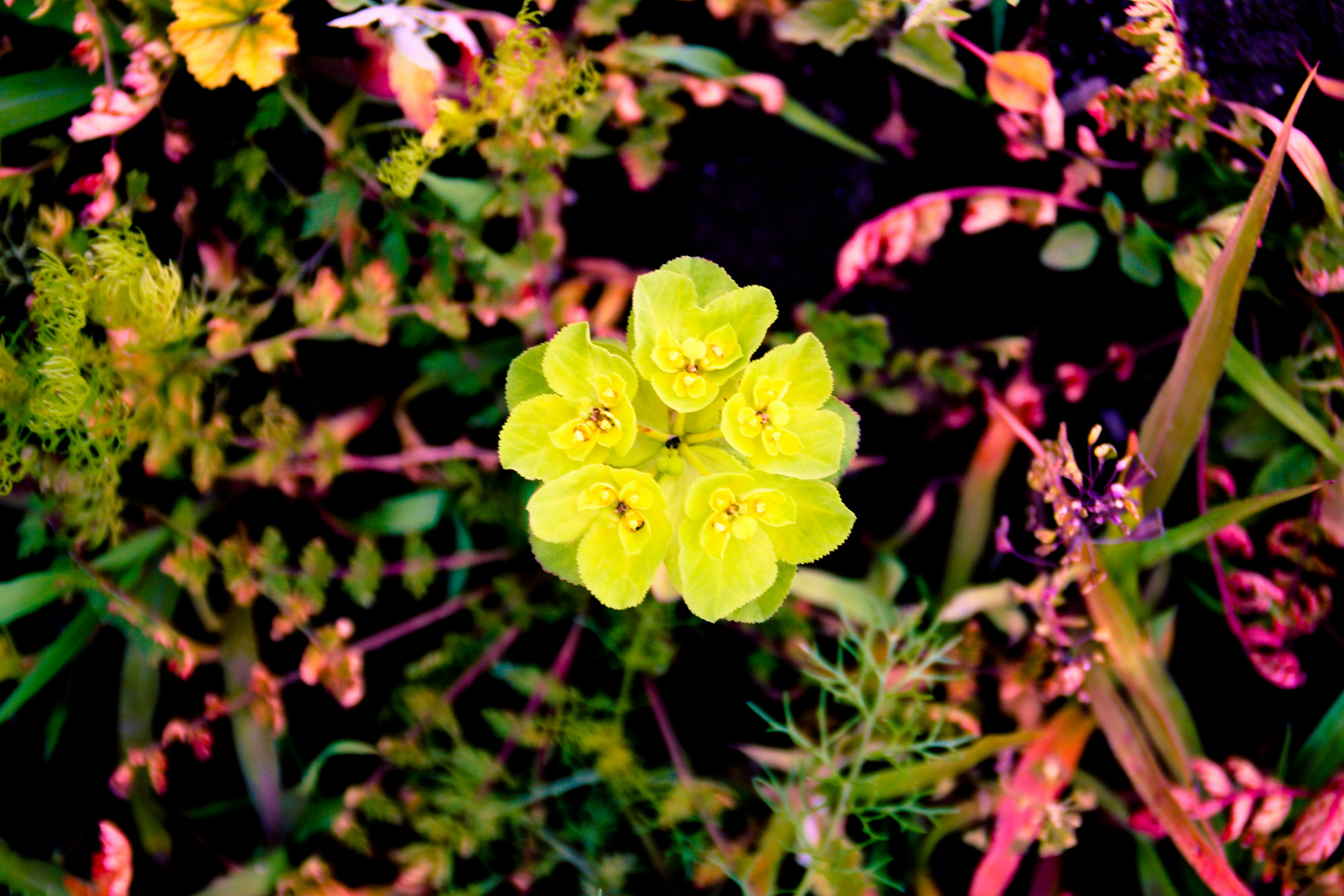 Blüte im Farbennetz