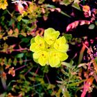 Blüte im Farbennetz