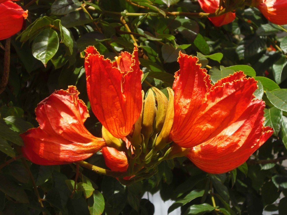 Blüte im Februar