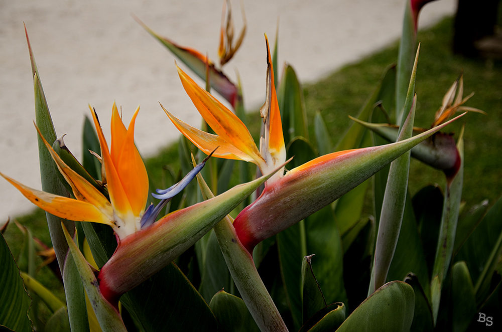 Blüte im Februar