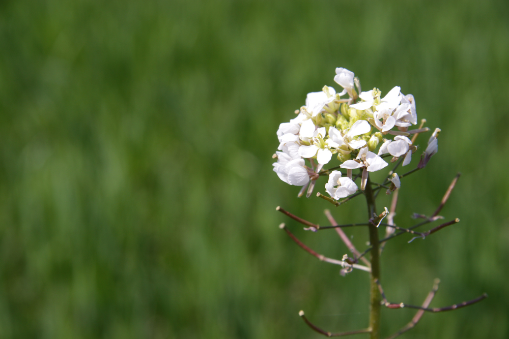 Blüte im Feld