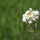 Blüte im Feld