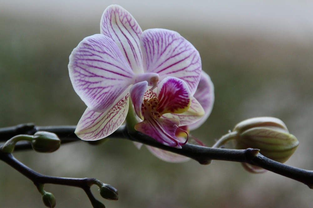 Blüte im Fenster