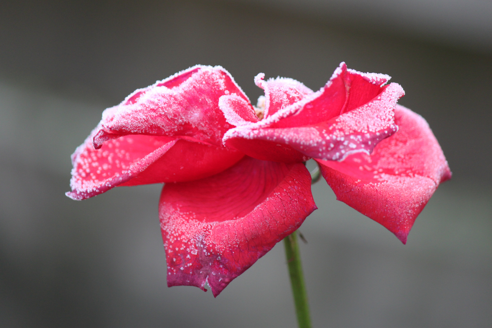 Blüte im Frost