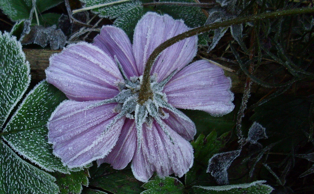 Blüte im Frostkleid