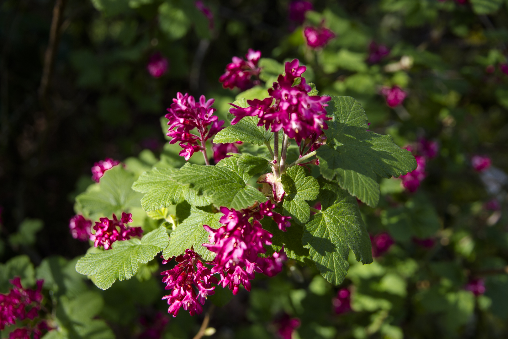 Blüte im Frühjahr