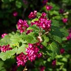 Blüte im Frühjahr