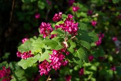 Blüte im Frühjahr