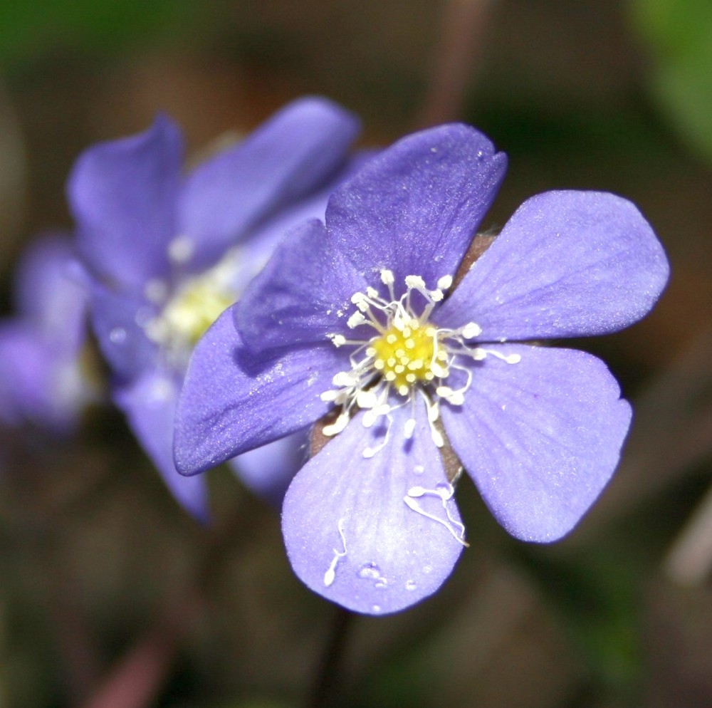 Blüte im Frühjahr