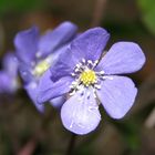 Blüte im Frühjahr