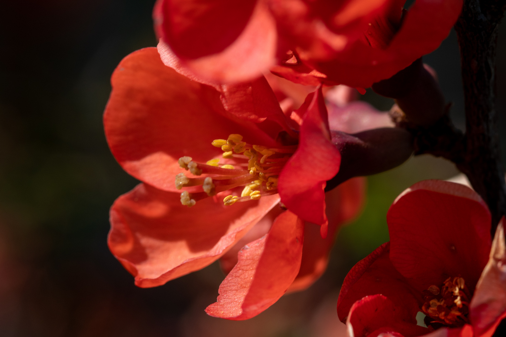 Blüte im Frühling