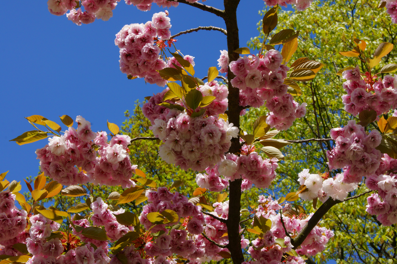 Blüte im Frühling