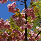 Blüte im Frühling