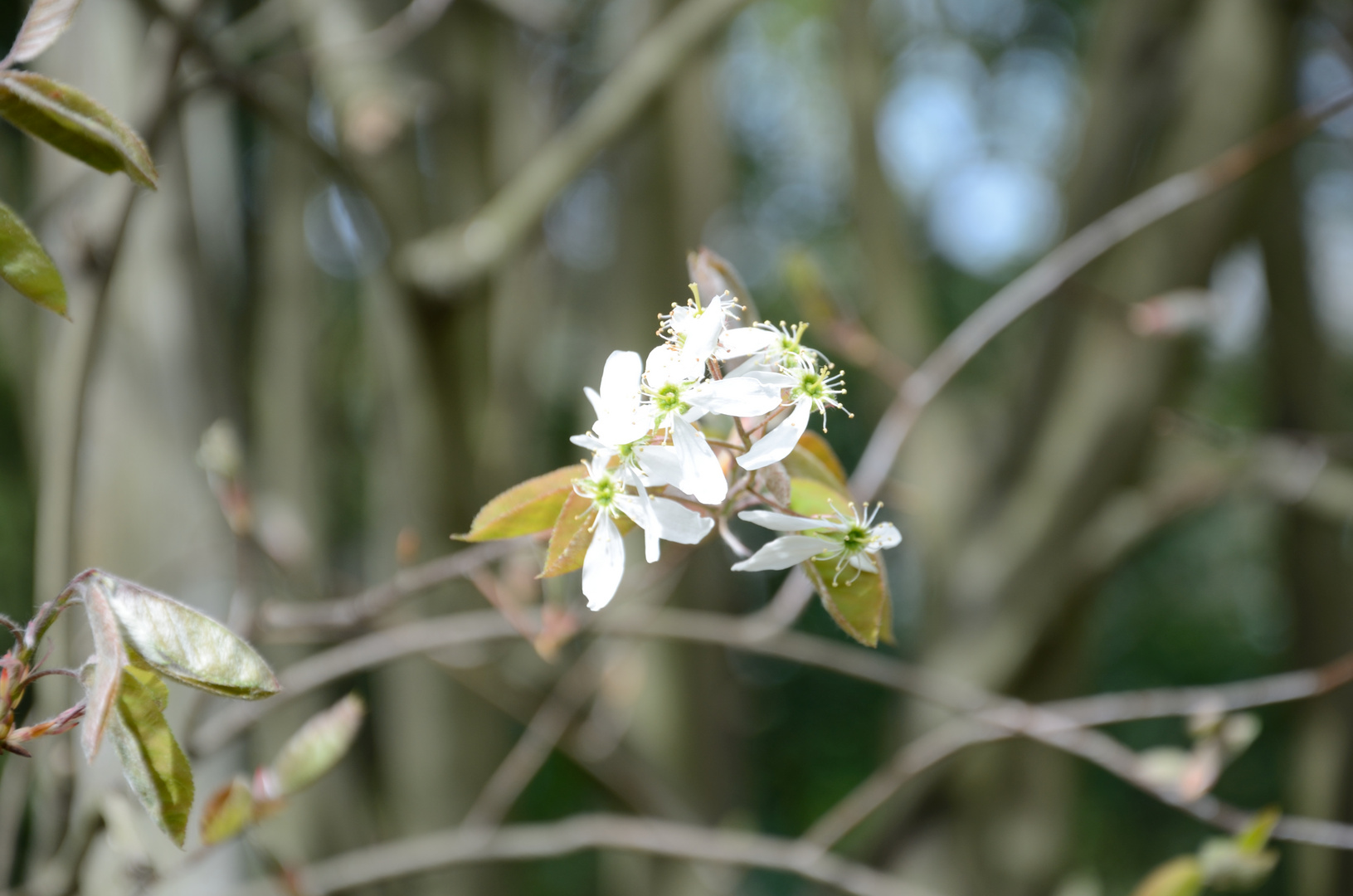 Blüte im Frühling