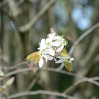 Blüte im Frühling