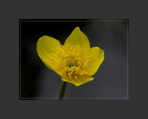 Blüte im Frühling