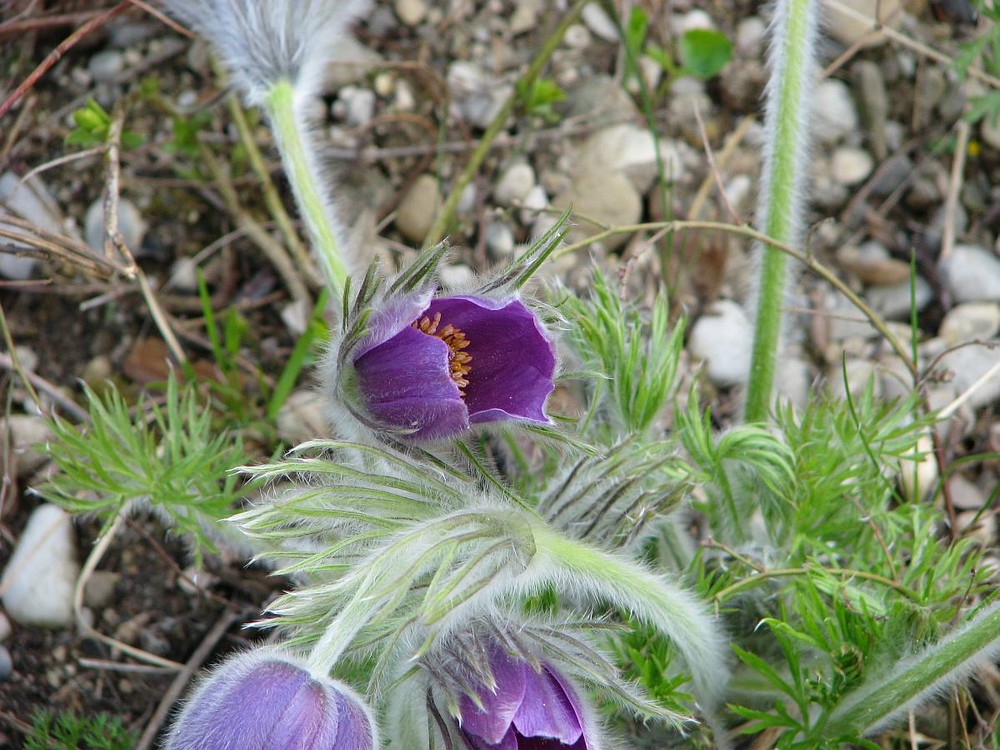 Blüte im Frühling