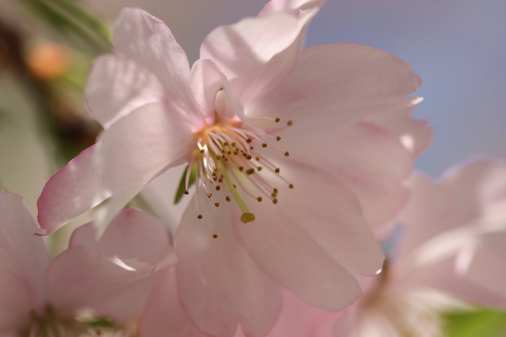 Blüte im Frühling