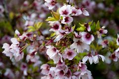 Blüte im Frühling II