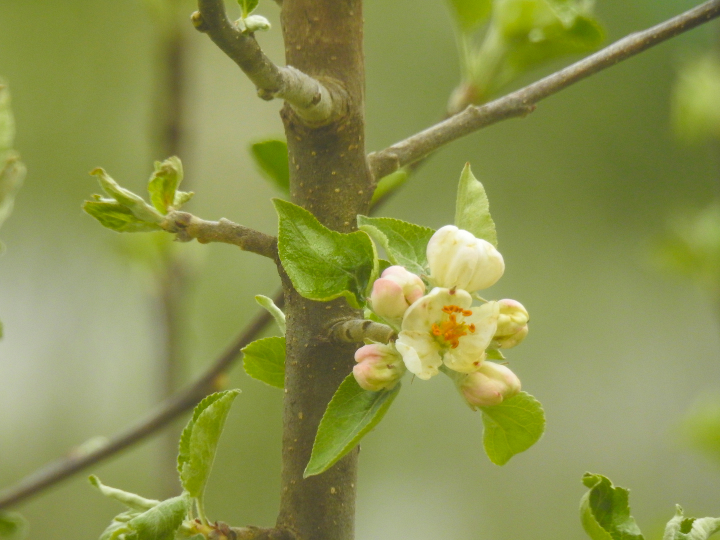 blüte im garten 1