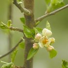 blüte im garten 1