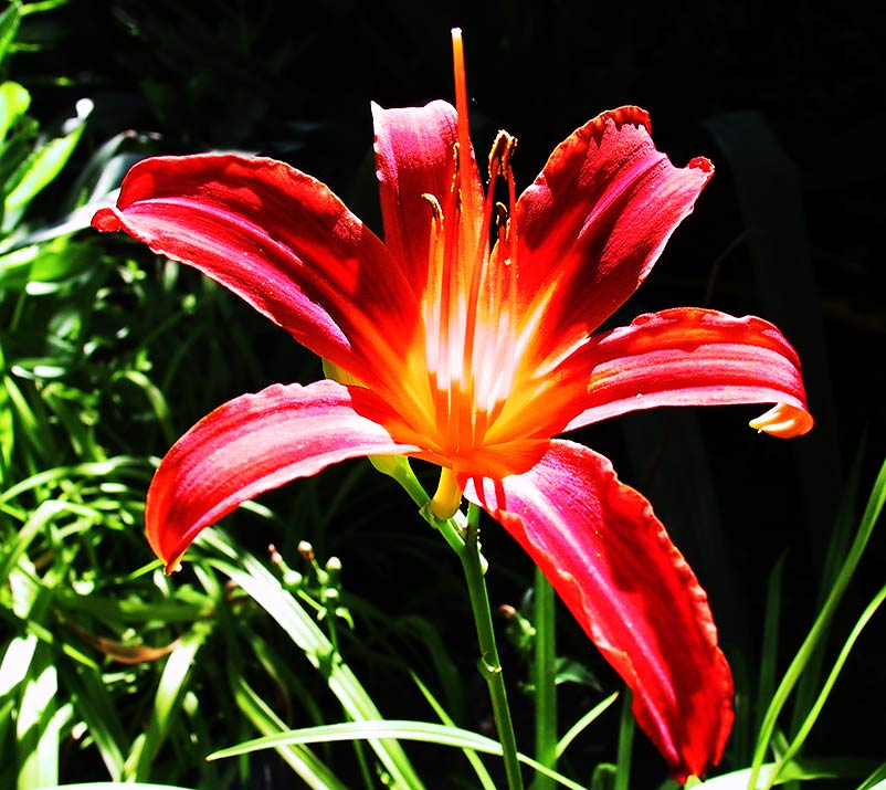 Blüte im Garten