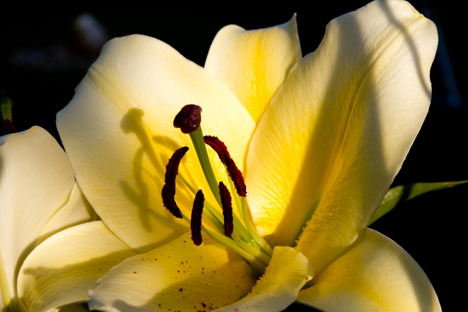 Blüte im Garten