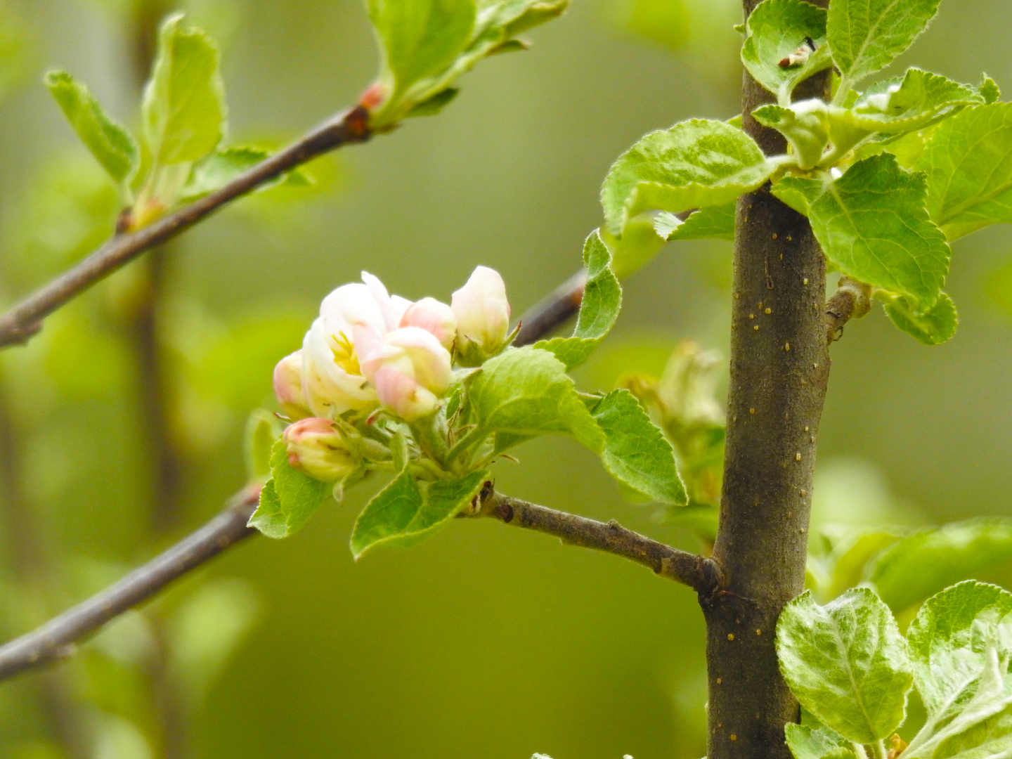 blüte im garten 2