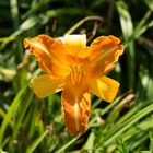 Blüte im Garten